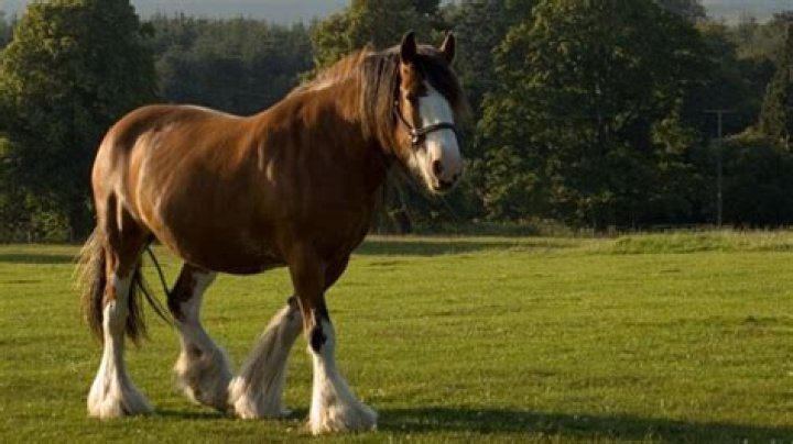 How Much Weight Can A Clydesdale Carry