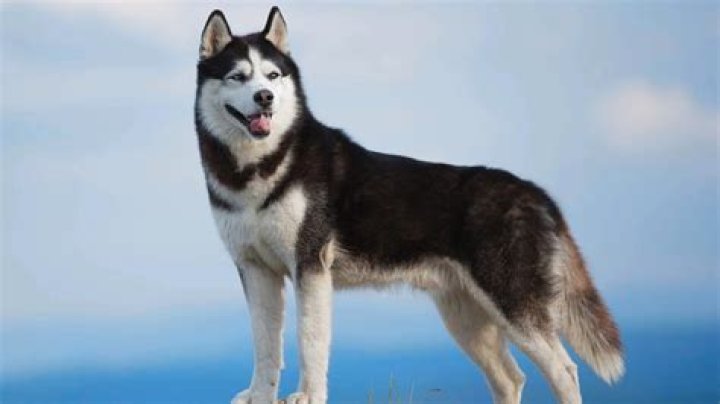 How Much Weight Can A Husky Dog Pull