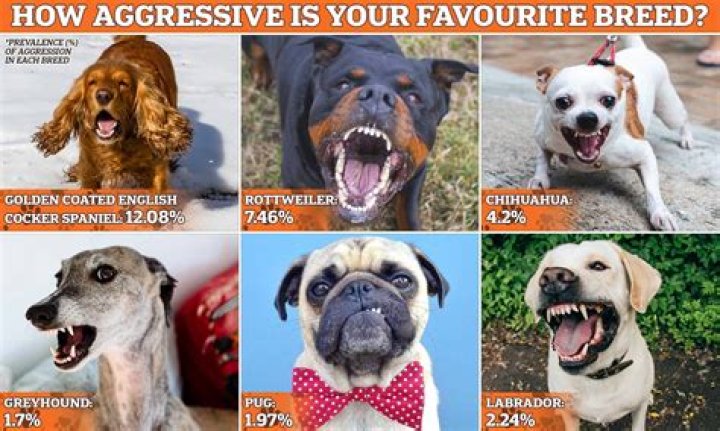 How To Make A Caucasian Dog Aggressive