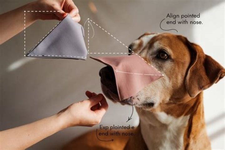 How To Make A Homemade Muzzle For A Dog
