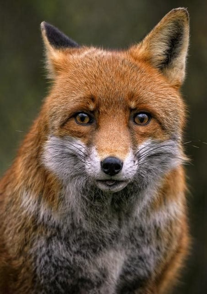 How To Preserve A Fox Tail