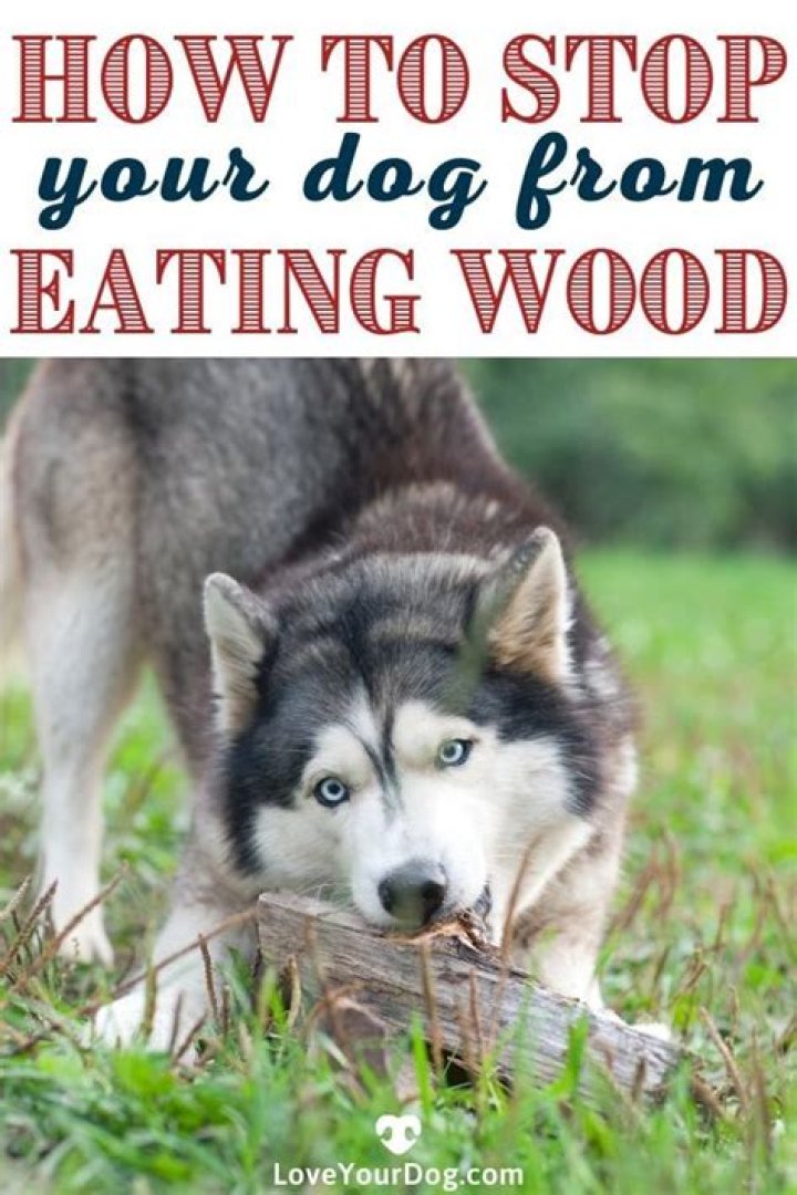 How To Stop Dog From Eating Wood Chips