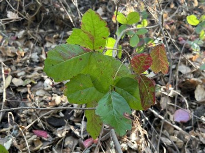 Identify poison oak - How To Discuss