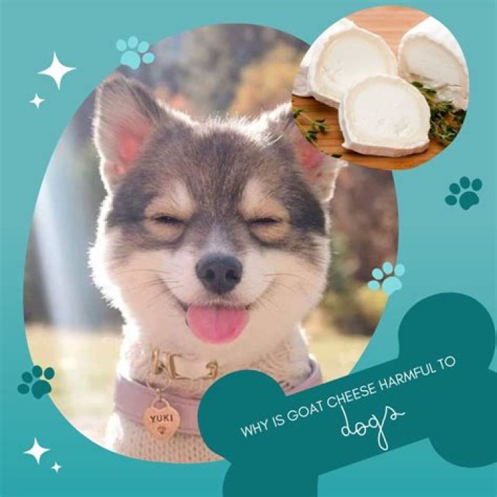 Is Goat Cheese Bad For Dogs