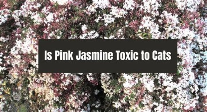 Is Jasmine Toxic To Dogs Or Cats