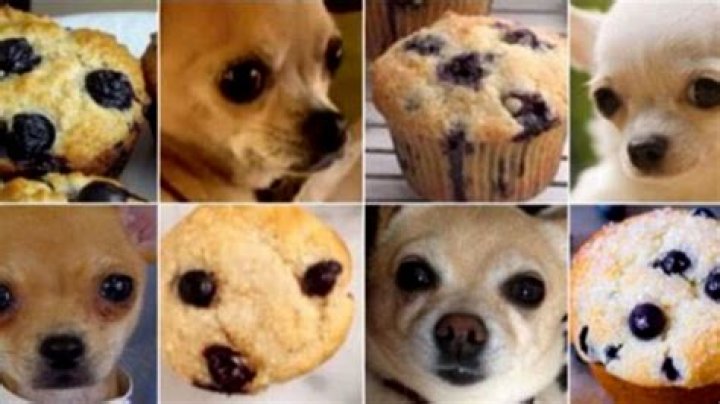Is Muffin Safe For Dogs
