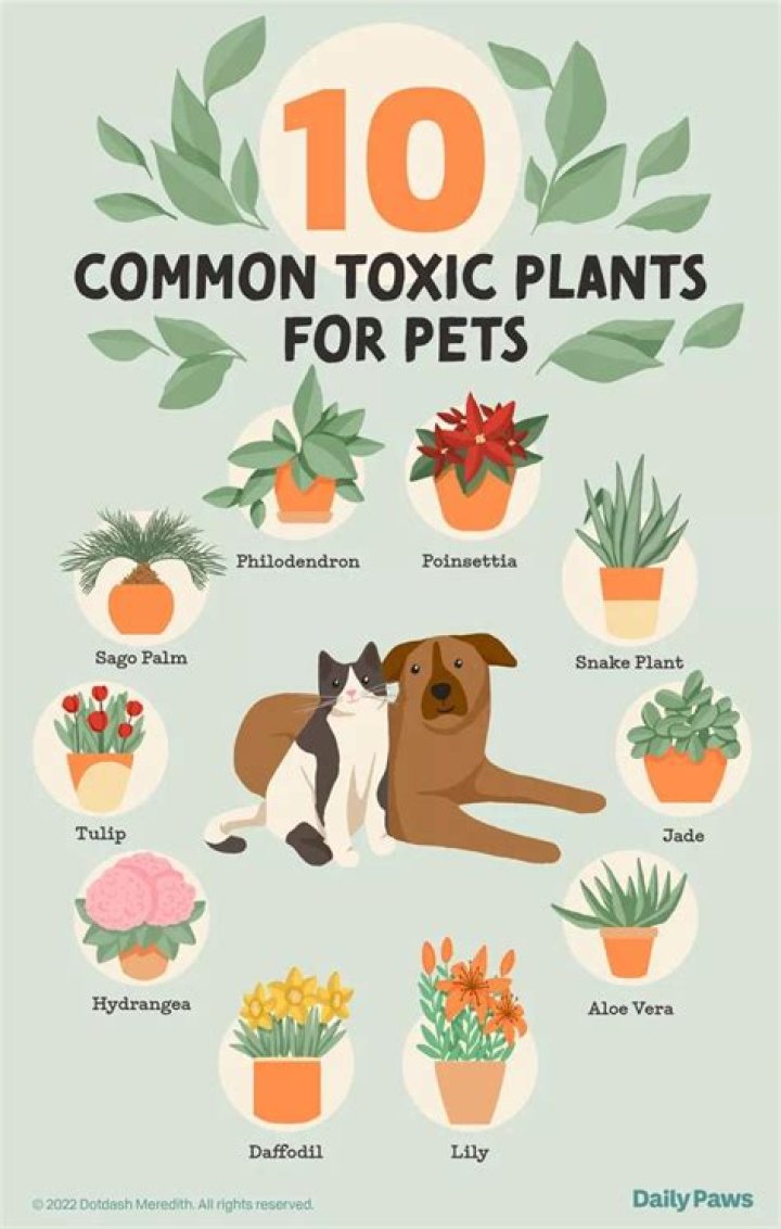 Is Redwood Toxic To Cats And Dogs