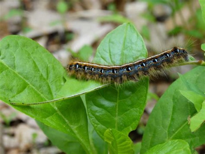 Is The Eastern Tent Caterpillar Poisonous