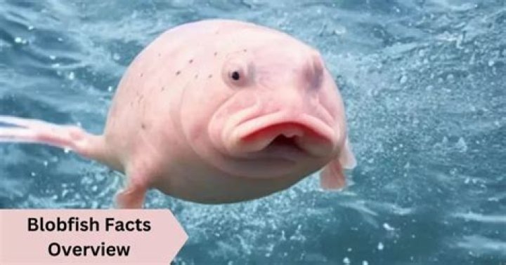 Question: Are Blob Fish Fish