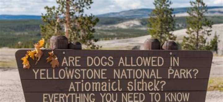 Question: Are Dog Allowed In Yellowstone National Park