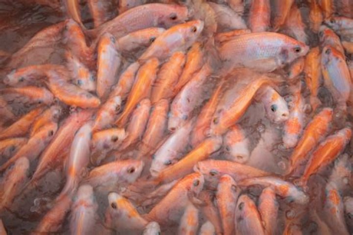 Question: Are Farm Raised Fish Lower In Mercury