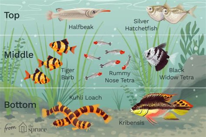 Question: Are Flounder Fish Bottom Feeders