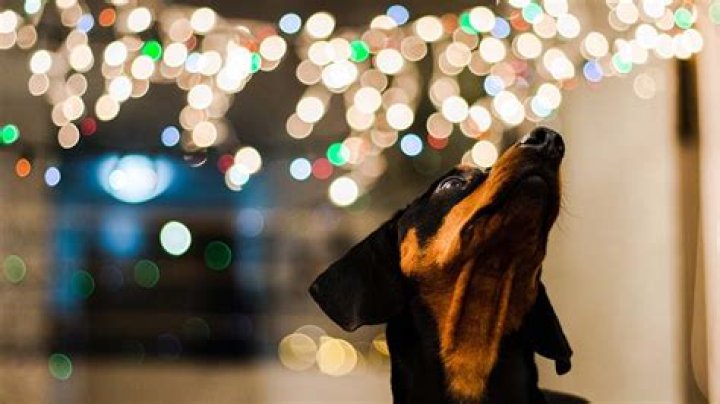 Question: Are Led Lights Bad For Dogs