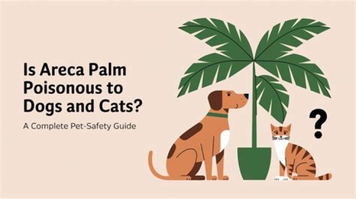 Question: Are Majesty Palm Poisonous To Dogs And Cats