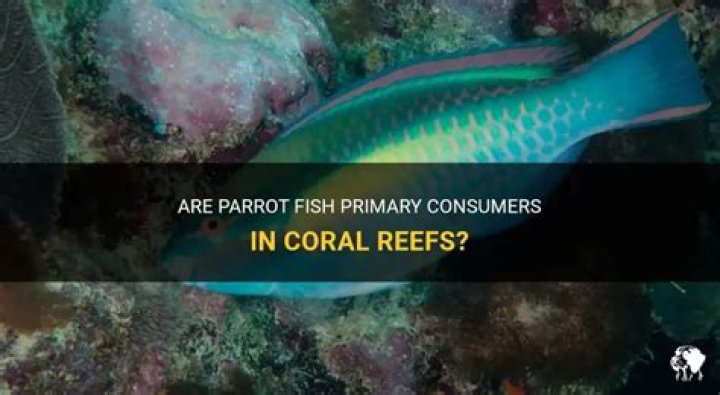 Question: Are Parrot Fish Primary Consumers