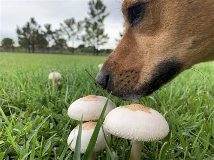 Question: Are Portobello Mushrooms Bad For Dogs