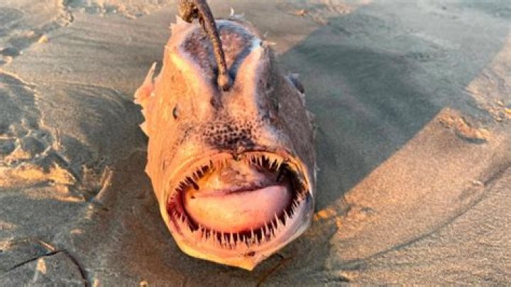 Question: Are There Any Living Fish In The Dead Sea