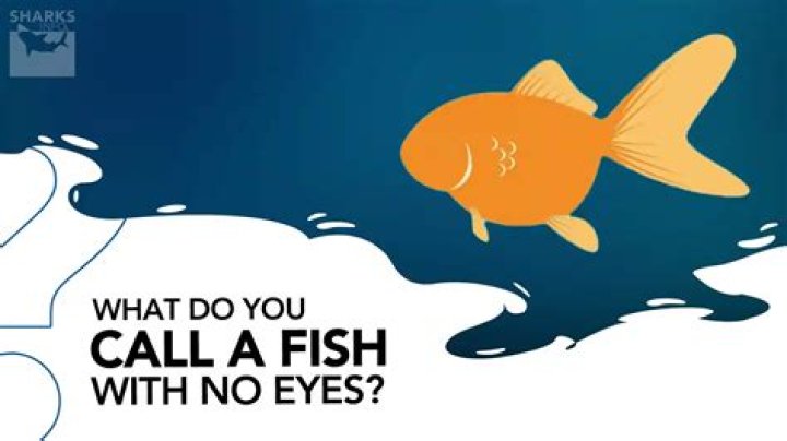 Question: Are There Fish Without Eyes