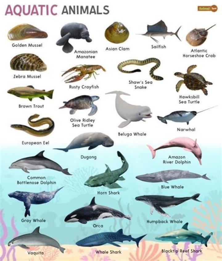 Question: Can A Fish Be A Mammal