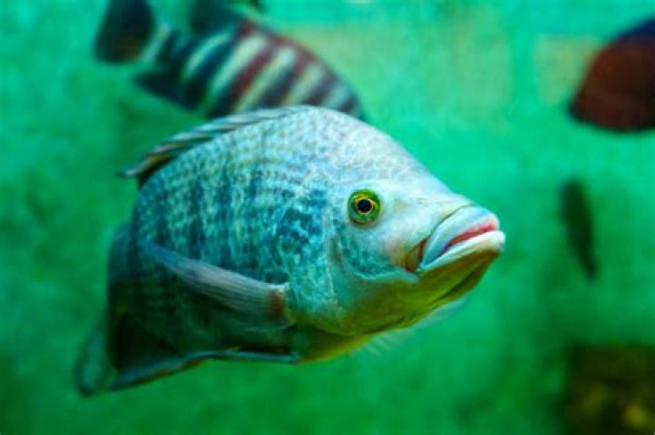 Question: Can A Gold Fish Hear