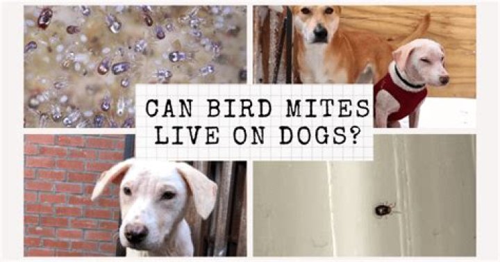 Question: Can Bird Mites Live On Dogs