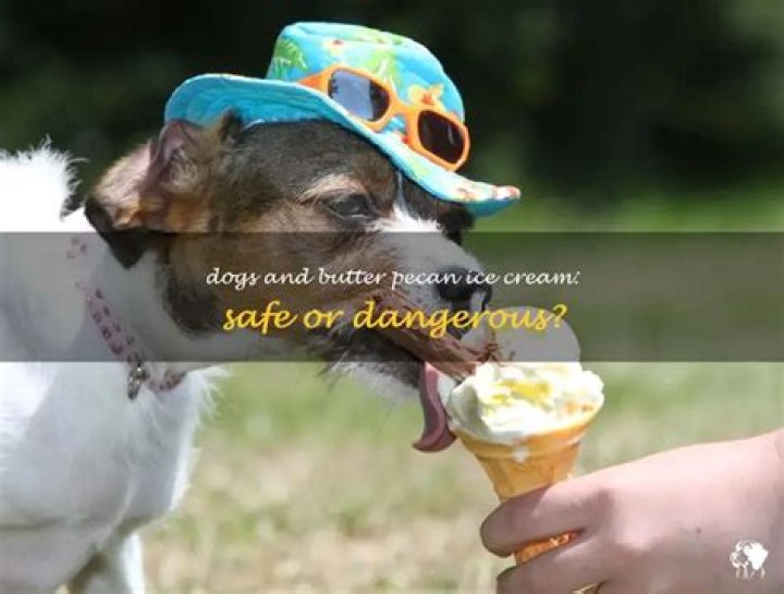 Question: Can Dogs Eat Butter Pecan Ice Cream