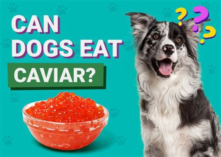 Question: Can Dogs Eat Caviar