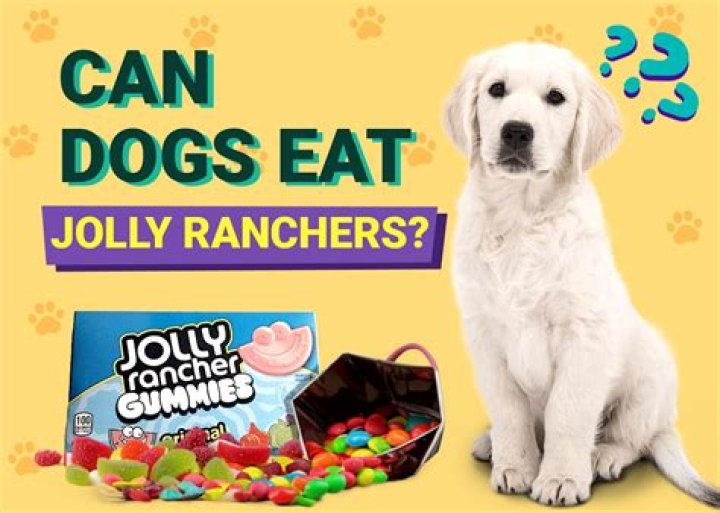 Question: Can Dogs Eat Jolly Ranchers
