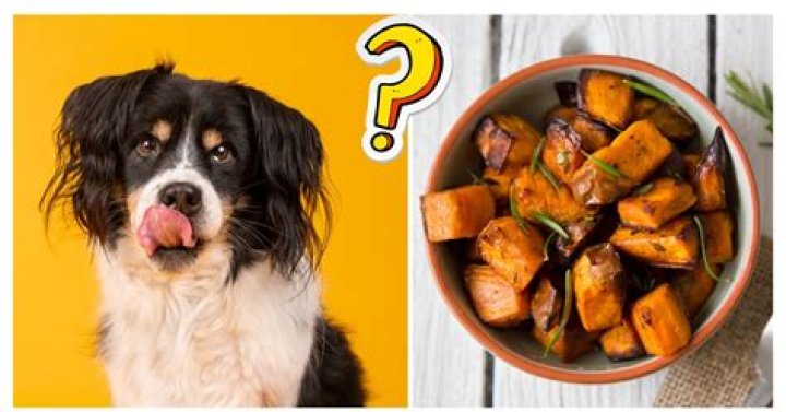 Question: Can Dogs Eat Sweet Potato Fries