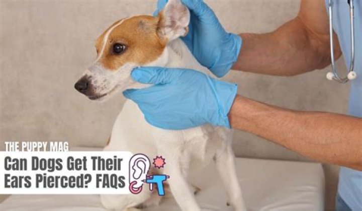 Question: Can Dogs Get Their Ears Pierced