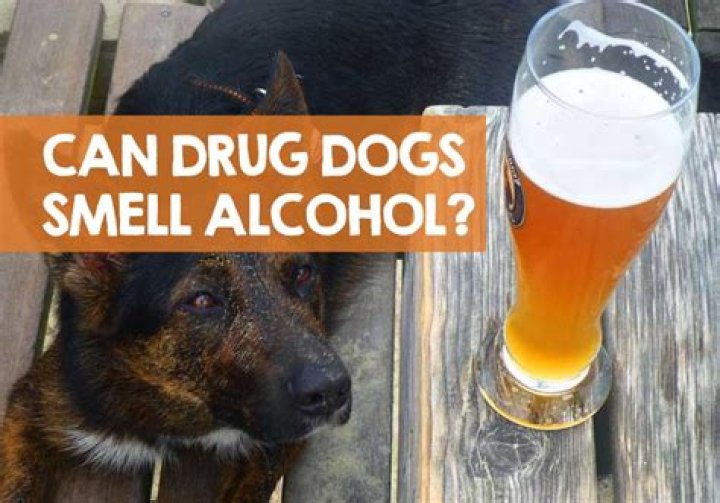 Question: Can Drug Dogs Smell Alcohol