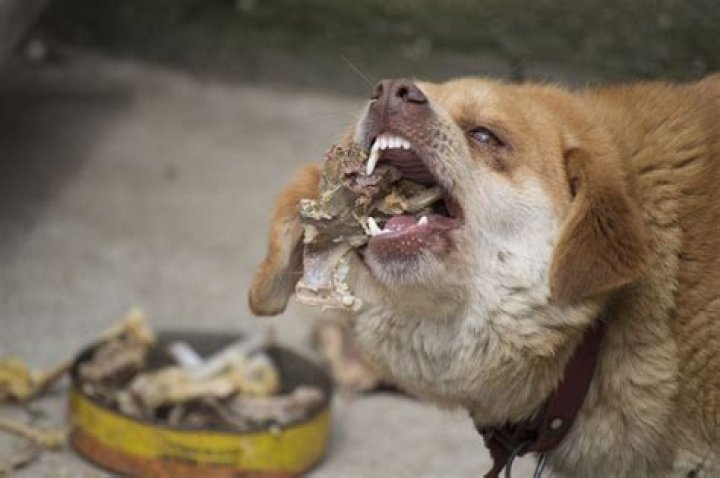Question: Can Eating Bird Poop Make A Dog Sick