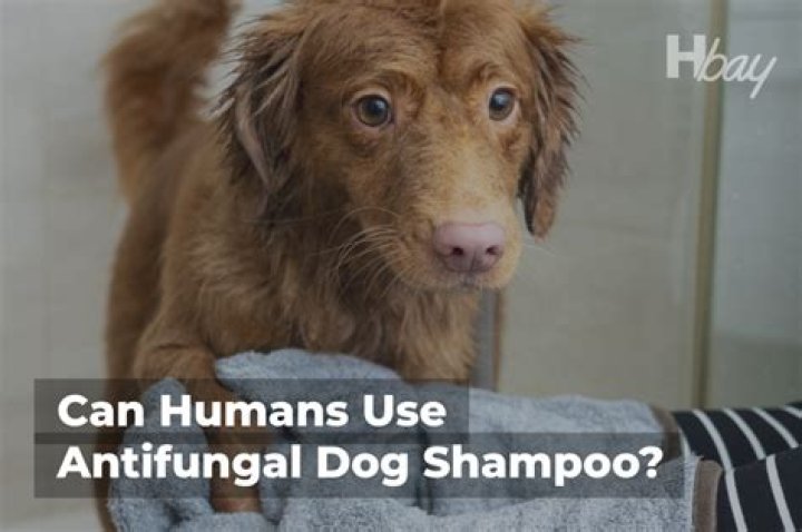 Question: Can Humans Use Dog Shampoo For Fungus