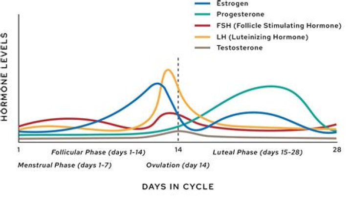 Question: Can Steroids Affect Menstrual Cycle