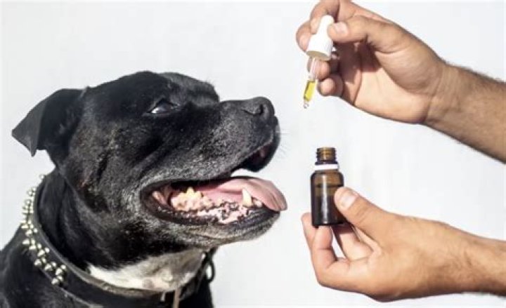 Question: Can You Use Grapeseed Oil On Dogs