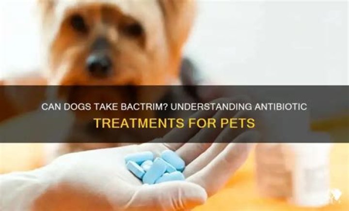 Question: Can Your Dog Take Bactrim