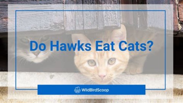 Question: Do Hawks Eat Cats And Dogs