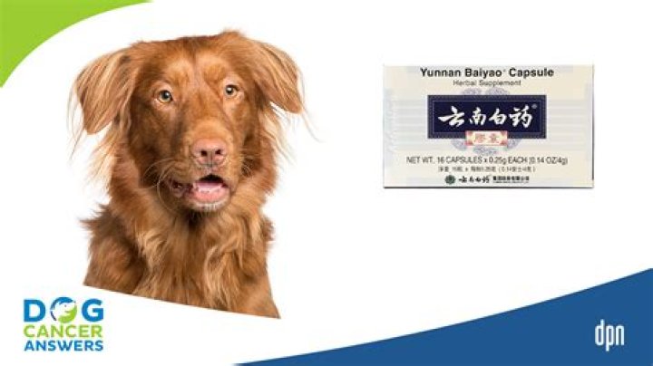 Question: Does Flour Stop Bleeding On A Dog