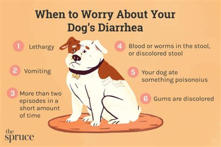 Question: Does Salmon Oil Give Dogs Diarrhea