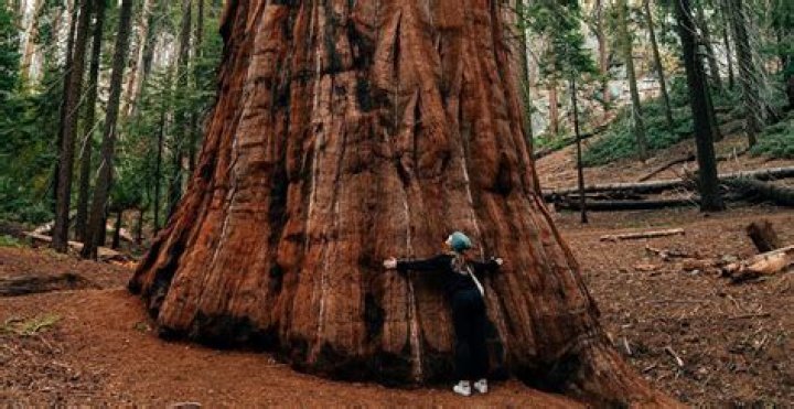 Question: How Far Is Fresno From Sequoia National Park
