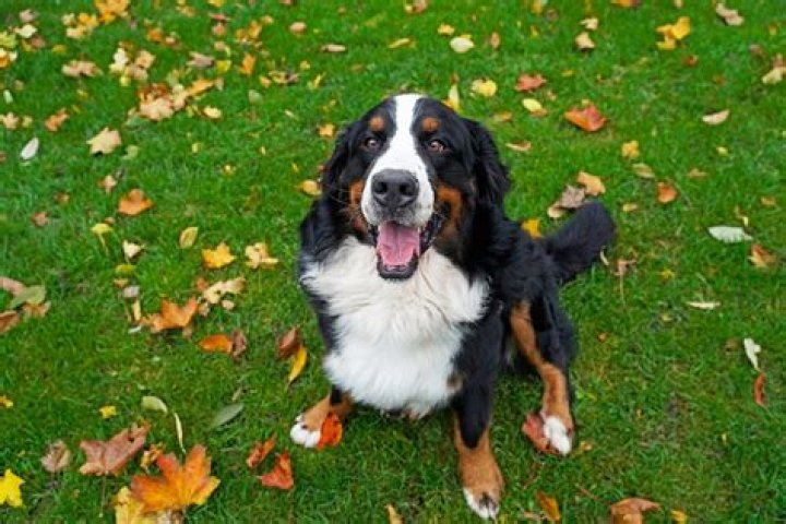 Question: How Long Can You Leave A Bernese Mountain Dog Outside