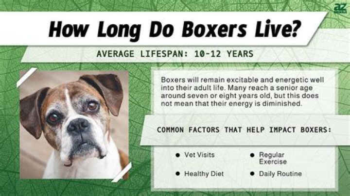 Question: How Long Is The Lifespan Of A Boxer Dog