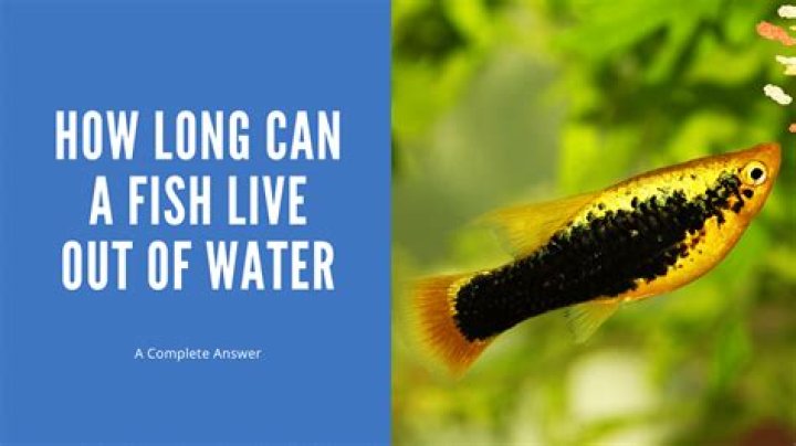 Question: How Long To Soak Fish Filkets In Salt Water
