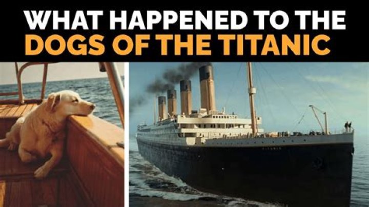 Question: How Many Cats And Dogs Were On The Titanic