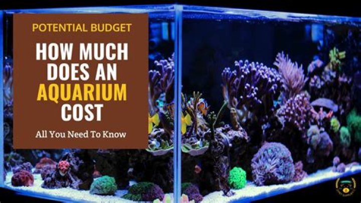 Question: How Much Did Roman Atwoods Fish Tank Cost
