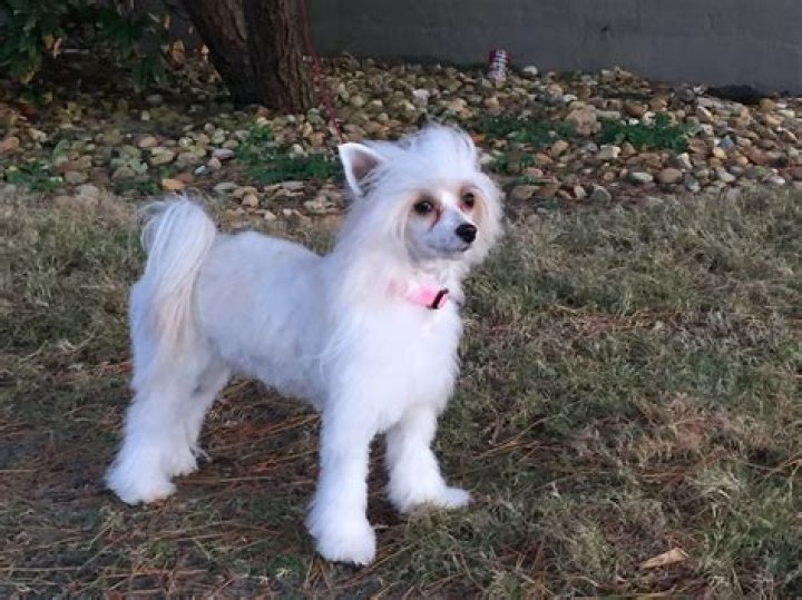 Question: How Much Does A Chinese Crested Powder Puff Dog Cost