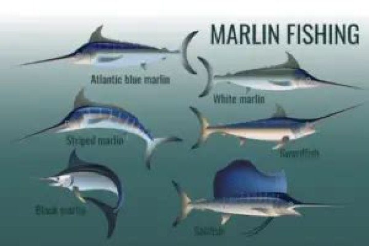 Question: How Much Does A Marlin Fish Cost