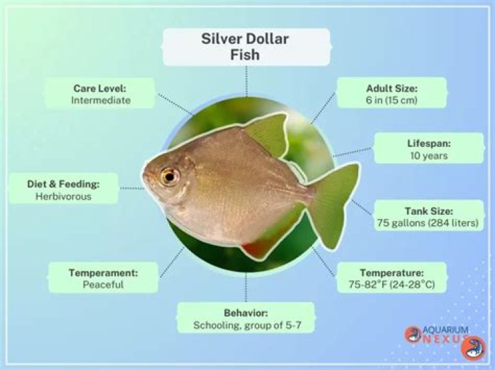Question: How Much Does A Silver Dollar Fish Cost
