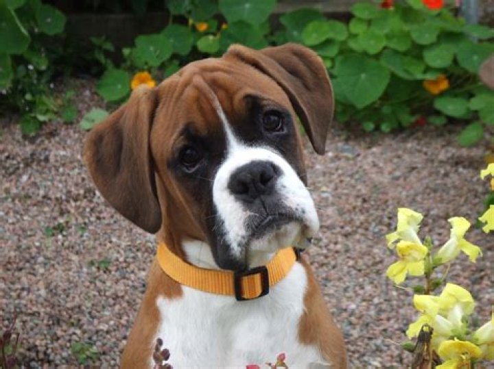 Question: How Much Is A Boxer Dog