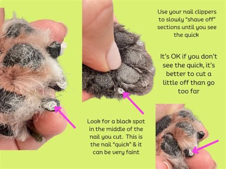 Question: How Much Is A Dog Nail Trim At Petco